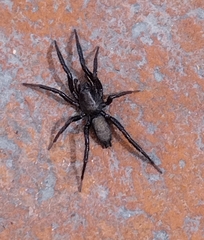 Zelotes