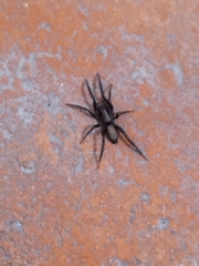 Zelotes