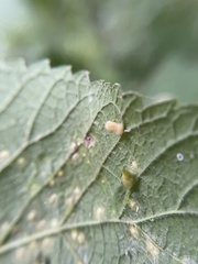 Celticecis pyriformis