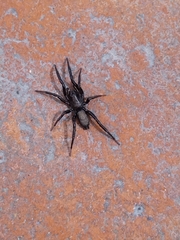 Zelotes