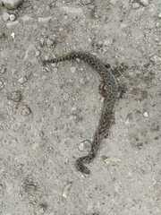 Crotalus polystictus