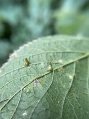 Celticecis spiniformis