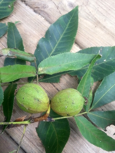Carya glabra, photographed by an iNaturalist contributor