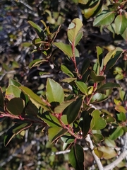 Nothofagus dombeyi