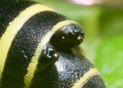 Leionotoxenos tigridis