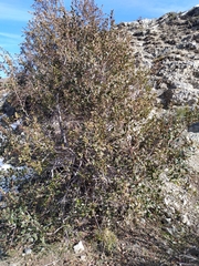 Nothofagus dombeyi