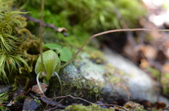 Corybas walliae
