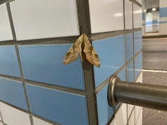 Clanis bilineata