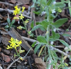 Draba helleriana
