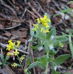 Draba helleriana