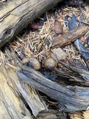 Lentinellus montanus