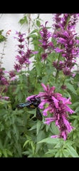 Xylocopa mexicanorum