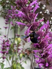 Xylocopa mexicanorum