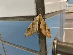 Clanis bilineata