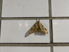 Clanis bilineata