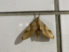 Clanis bilineata