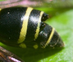 Leionotoxenos tigridis