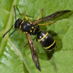 Leionotoxenos tigridis