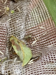 Pelegrina arizonensis