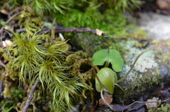 Corybas walliae