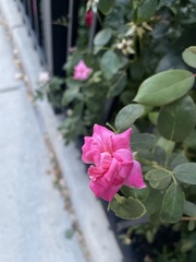 Rosa