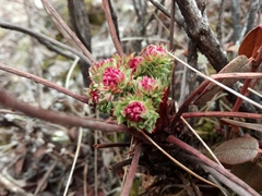 Rhodiola himalensis