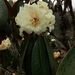 Rhododendron wightii - Photo (c) Phuentsho, μερικά δικαιώματα διατηρούνται (CC BY-NC-SA), uploaded by Phuentsho