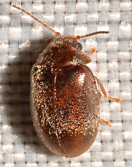 Contacyphon variabilis