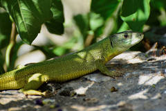 Lacerta trilineata polylepidota