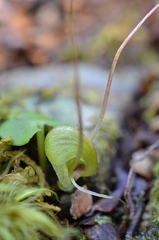 Corybas walliae