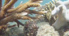 Epinephelus merra