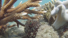 Epinephelus merra