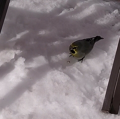 Melanodera xanthogramma