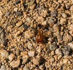 Pheidole californica