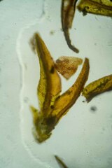 Andreaea nivalis