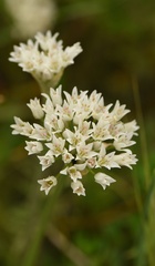 Allium fraseri