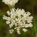 Fraser's Wild Onion - Photo (c) Aidan Campos, some rights reserved (CC BY-NC), uploaded by Aidan Campos