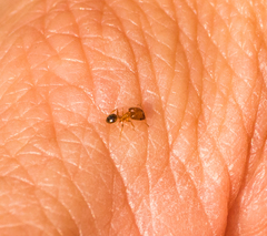 Pheidole californica