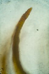 Andreaea nivalis