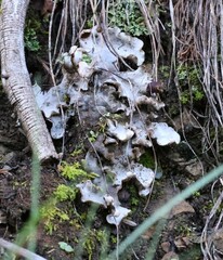 Peltigera venosa