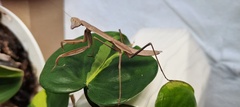 Tenodera sinensis