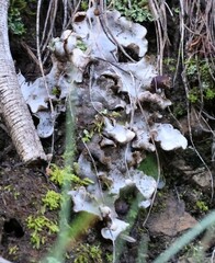 Peltigera venosa