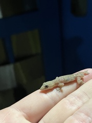 Lepidodactylus lugubris