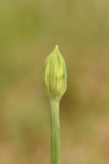 Allium fraseri