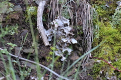 Peltigera venosa