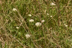Allium fraseri