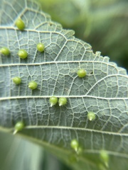 Celticecis acuminata
