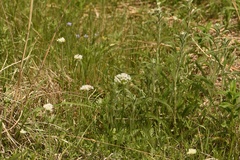 Allium fraseri