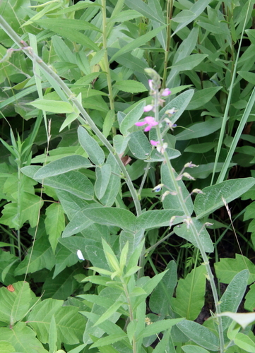 Image of Desmodium illinoense by (c) psweet, some rights reserved (CC BY-SA)