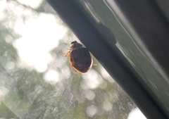 Harmonia axyridis